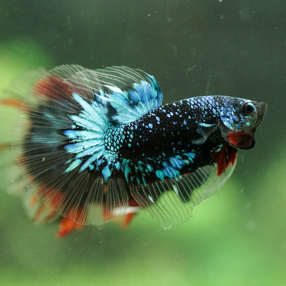 Black Base Galaxy/Candy Koi Halfmoon - 14 weeks old