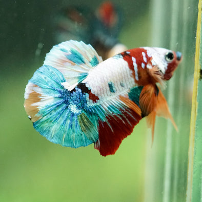 Multicolor/Galaxy Koi Plakat -16 weeks Old