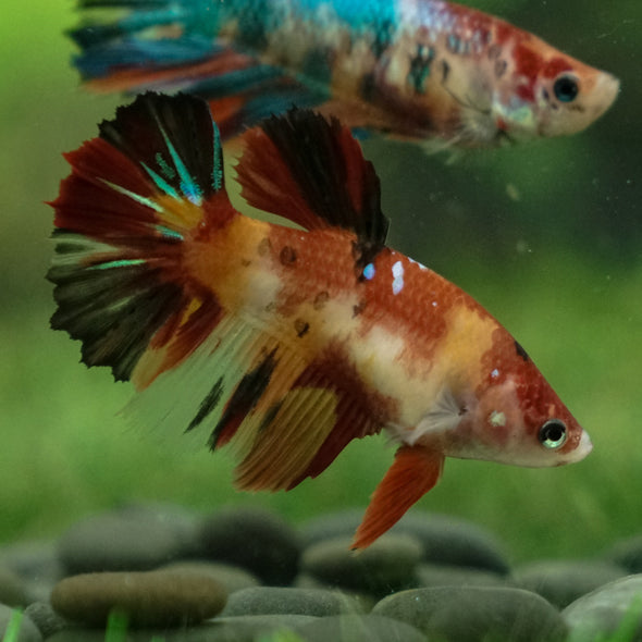 Multicolor/ Galaxy Koi Halfmoon- Female- 13 Weeks Old