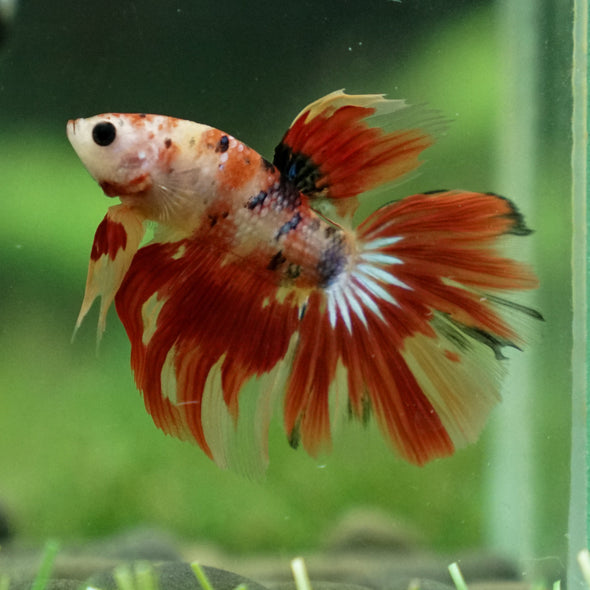 Candy/Galaxy Koi Halfmoon - 11 weeks old