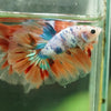 Galaxy/Candy Koi Halfmoon - 14 weeks old