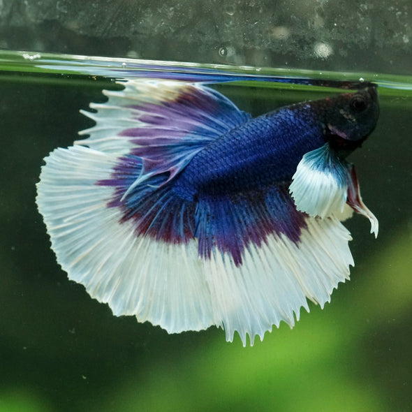 Dumbo Halfmoon - 12 weeks old