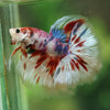 Galaxy/Candy Koi Halfmoon - 14 weeks old