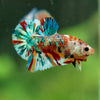 Multicolor/Galaxy Koi Plakat -16 weeks Old