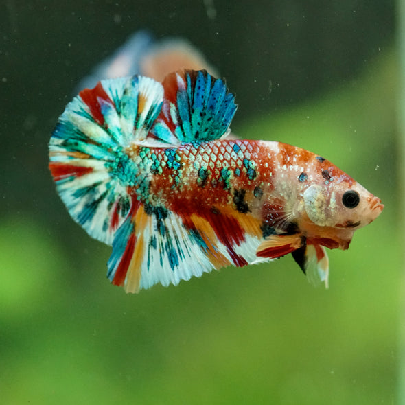 Multicolor/Galaxy Koi Plakat -16 weeks Old