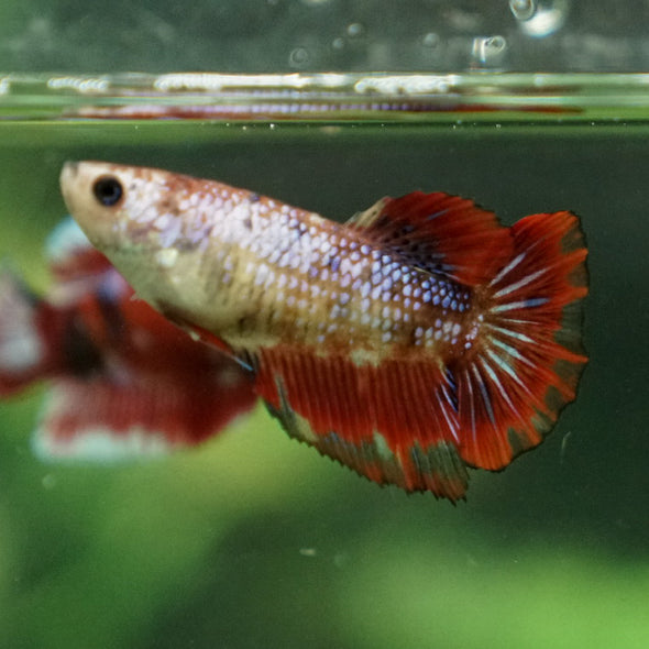 Multicolor/ Galaxy Koi Halfmoon- Female- 13 Weeks Old