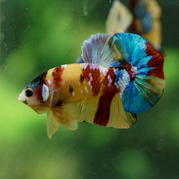 Multicolor/Galaxy Koi Plakat -15 weeks Old