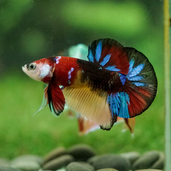 Multicolor/Galaxy Koi Plakat -16 weeks Old