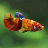 Multicolor/ Galaxy Koi Plakat- Female- 13 Weeks Old