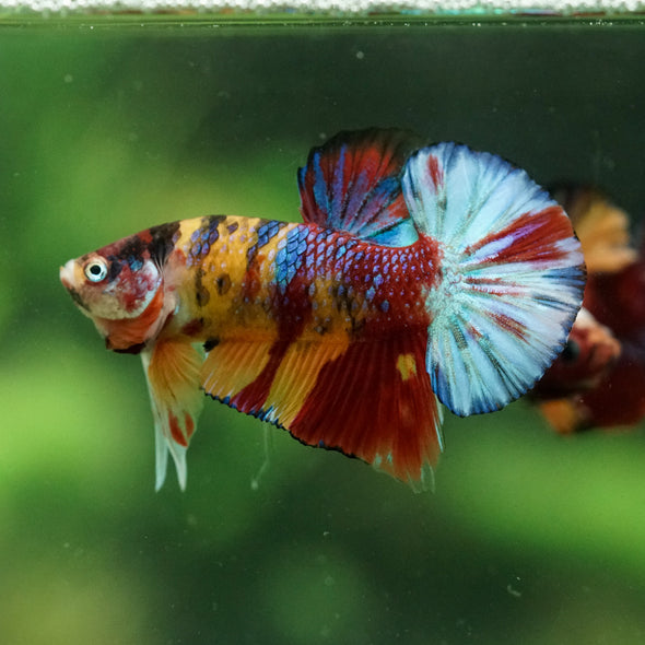 Multicolor/Galaxy Koi Plakat -16 weeks Old