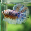 Galaxy/Candy Koi Halfmoon - 14 weeks old