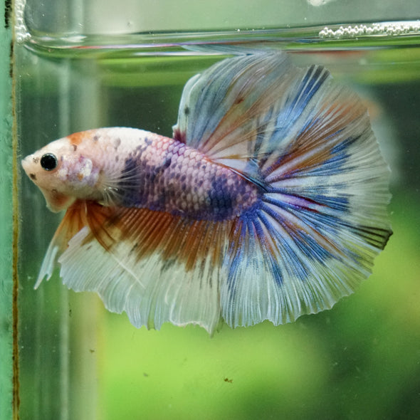 Galaxy/Candy Koi Halfmoon - 14 weeks old