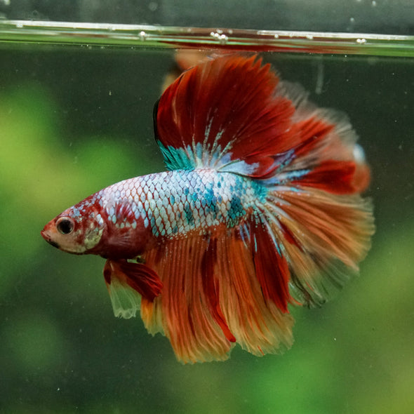 Galaxy/Candy Koi Halfmoon - 14 weeks old