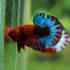 Red Fancy (Hell Boy) Plakat -13 weeks Old