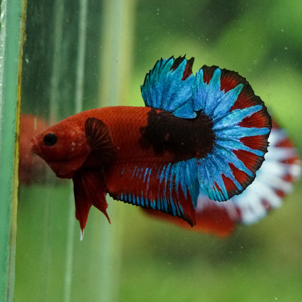 Red Fancy (Hell Boy) Plakat -13 weeks Old