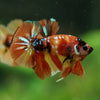 Multicolor/Galaxy Koi Plakat -16 weeks Old
