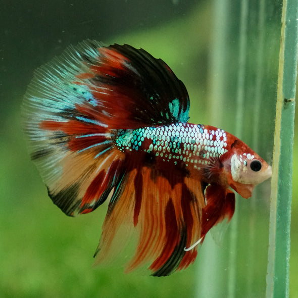 Galaxy Koi Halfmoon - 13 weeks old