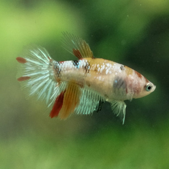 Multicolor/ Galaxy Koi Halfmoon- Female- 13 Weeks Old