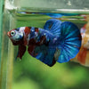 Multicolor/Galaxy Koi Plakat -16 weeks Old