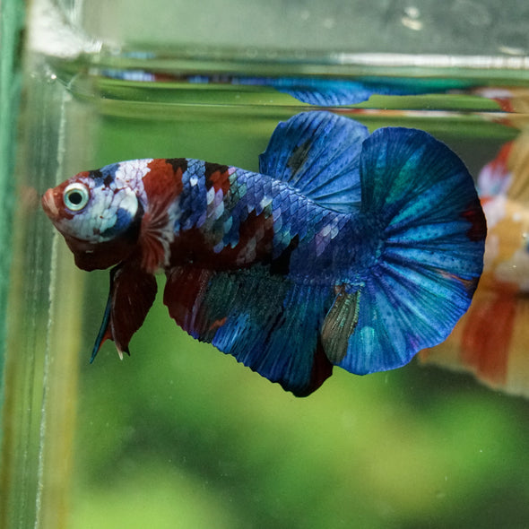 Multicolor/Galaxy Koi Plakat -16 weeks Old