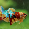 Multicolor/Galaxy Koi Plakat -16 weeks Old