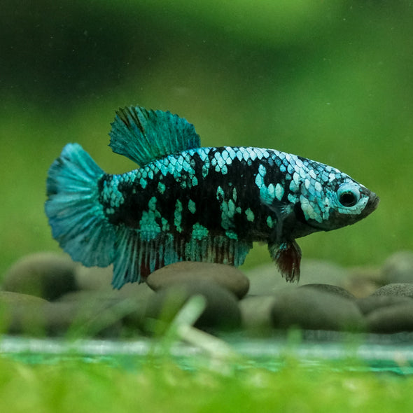 Black Galaxy Koi Plakat (Avatar) - Female- 13 Weeks Old