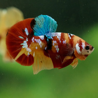 Multicolor/Galaxy Koi Plakat -16 weeks Old