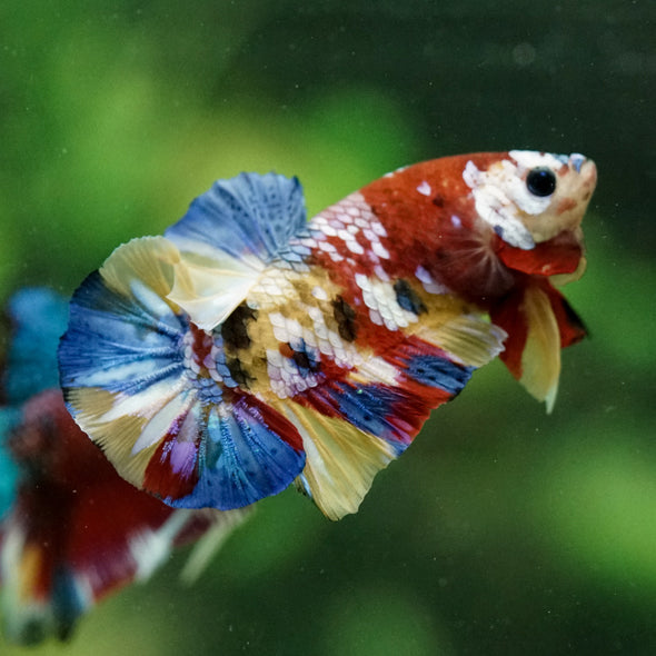 Multicolor/Galaxy Koi Plakat -15 weeks Old