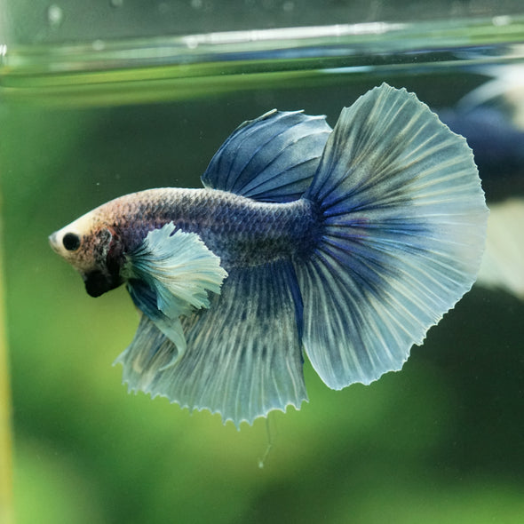 Dumbo Halfmoon - 11 weeks old
