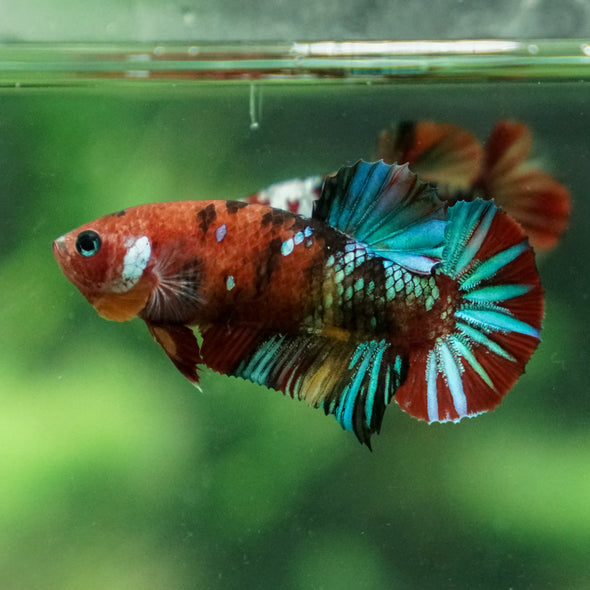 Multicolor/ Galaxy Koi Plakat - Female- 13 Weeks Old