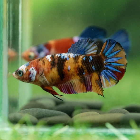 Multicolor/ Galaxy Koi Plakat- Female- 13 Weeks Old