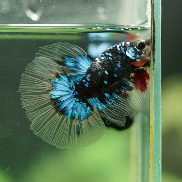 Black Base Galaxy/Candy Koi Halfmoon - 14 weeks old