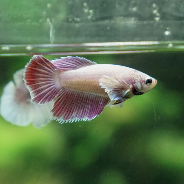 Dumbo Halfmoon - Female