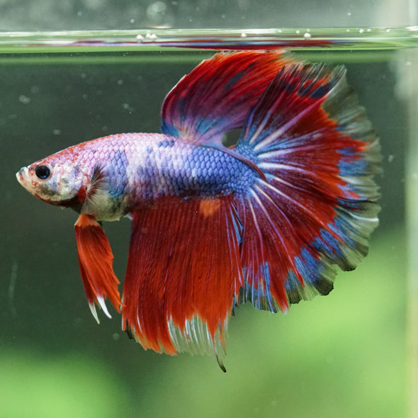 Galaxy/Candy Koi Halfmoon - 14 weeks old