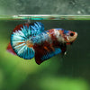 Multicolor/Galaxy Koi Plakat -16 weeks Old