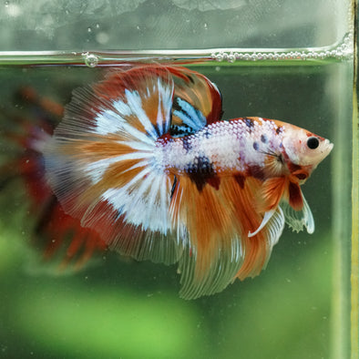 Galaxy/Candy Koi Halfmoon - 13 weeks old