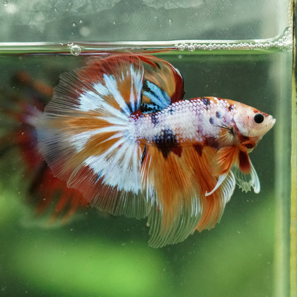 Galaxy/Candy Koi Halfmoon - 13 weeks old