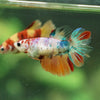 Multicolor/ Galaxy Koi Halfmoon - Female- 13 Weeks Old