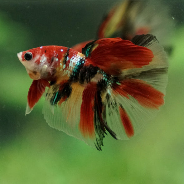 Candy/Galaxy Koi Halfmoon - 11 weeks old