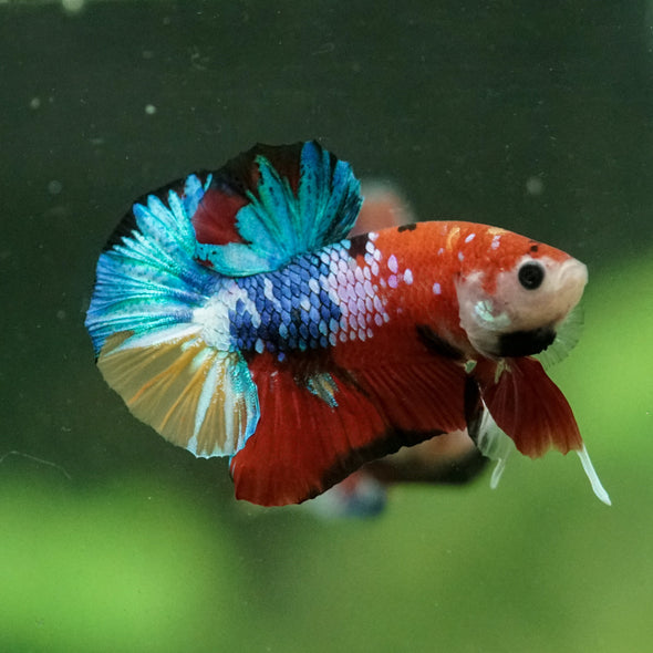 Multicolor/Galaxy Koi Plakat -10 weeks Old