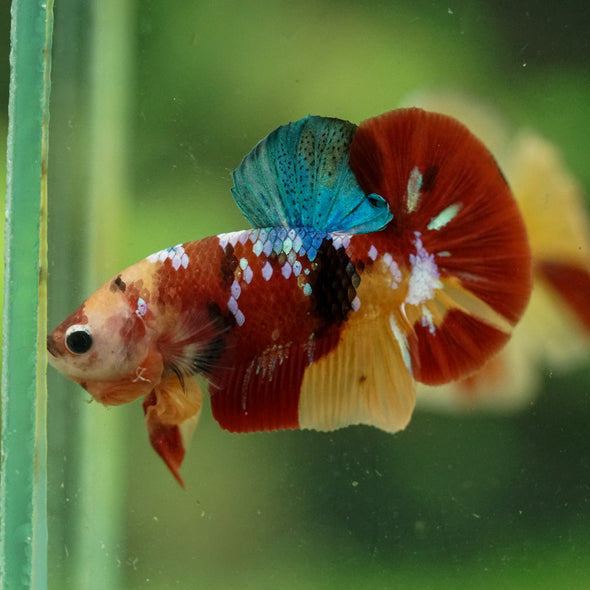 Multicolor/Galaxy Koi Plakat -16 weeks Old
