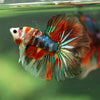 Galaxy/Candy Koi Halfmoon - 11 weeks old