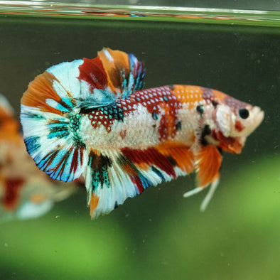 Multicolor/Galaxy Koi Plakat -16 weeks Old