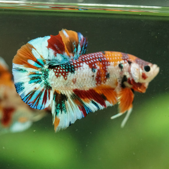 Multicolor/Galaxy Koi Plakat -16 weeks Old