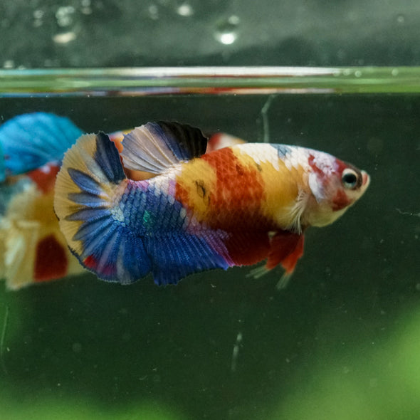 Multicolor/ Galaxy Koi Plakat- Female- 13 Weeks Old