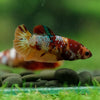 Multicolor/ Galaxy Koi Plakat- Female- 13 Weeks Old