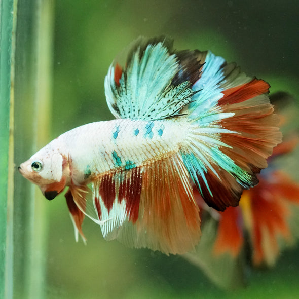 Galaxy/Candy Koi Halfmoon - 11 weeks old