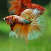 Galaxy/Candy Koi Halfmoon - 14 weeks old