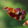 Multicolor/ Galaxy Koi Plakat- Female- 13 Weeks Old