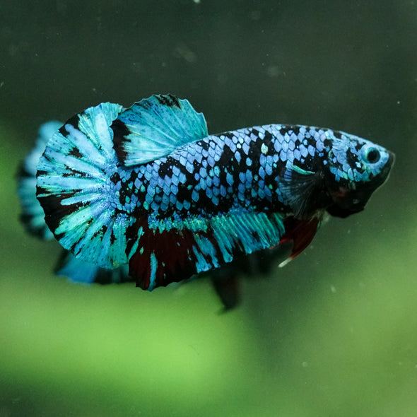 Black Koi Galaxy Plakat (Avatar) -10 weeks Old